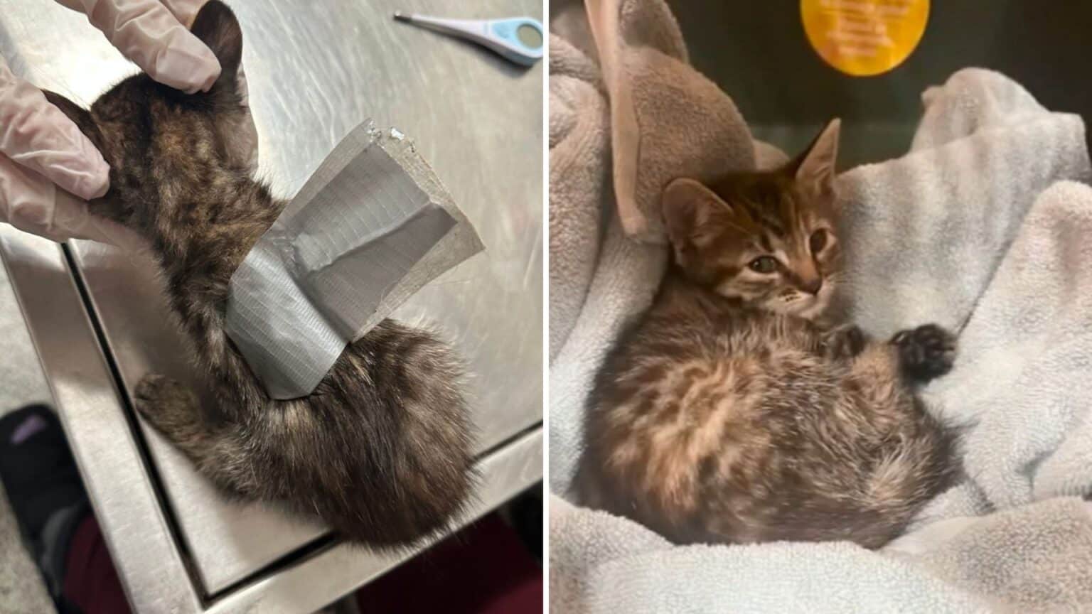 Tiny Kitten Found Wrapped in Duct Tape Becomes Symbol of Hope