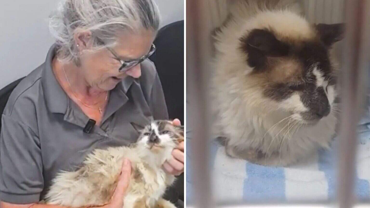 Woman Reunites With Her Lost Cat After Eleven Years Apart