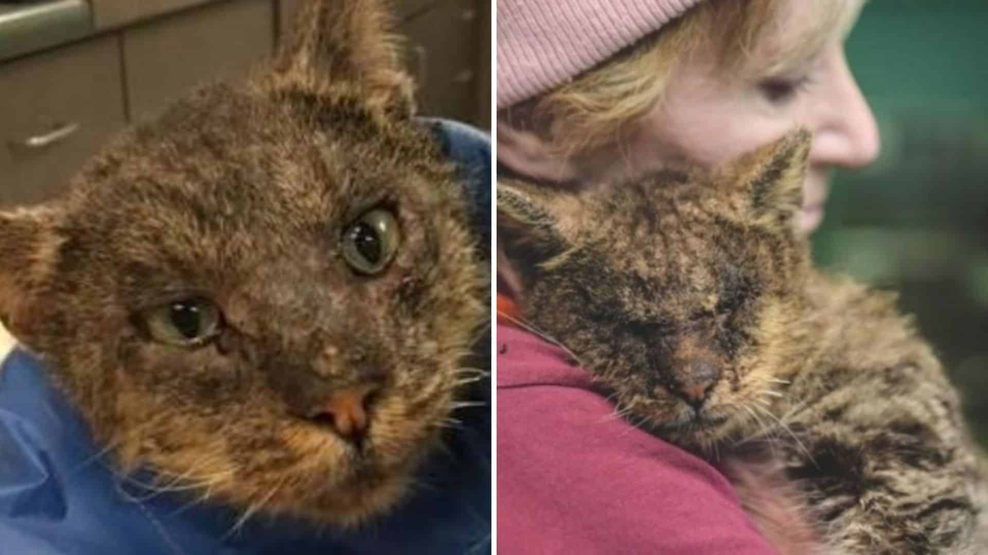 Sick Shelter Cat Was Ignored Until Love Changed Everything