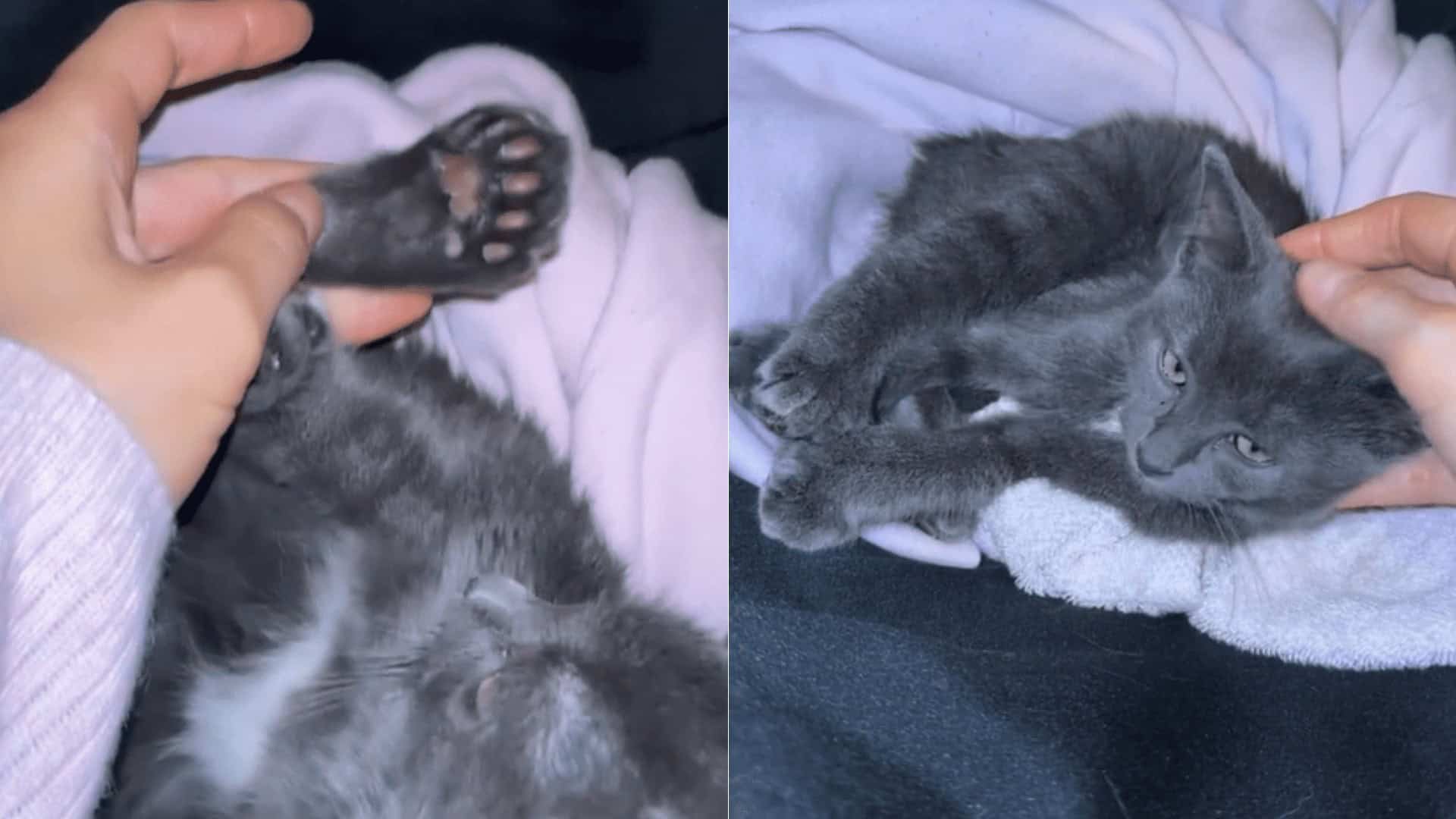 Pixie the Kitten with 28 Toes Becomes the Sweetest Little Miracle