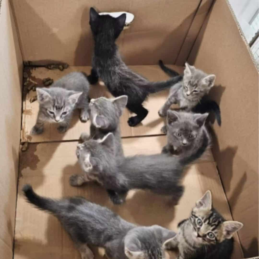 Eight Tiny Kittens Left In A Box Outside A Shelter
