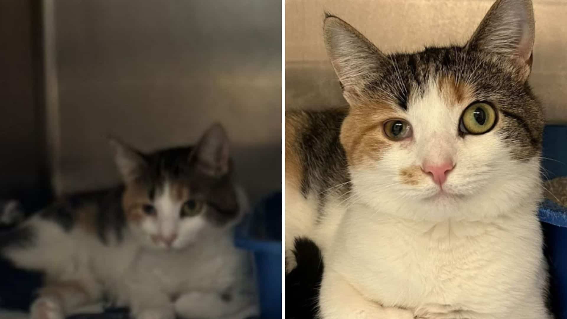 Ohio Cat Rejected For Her Uneven Eyes Waits And Waits Until Love ...