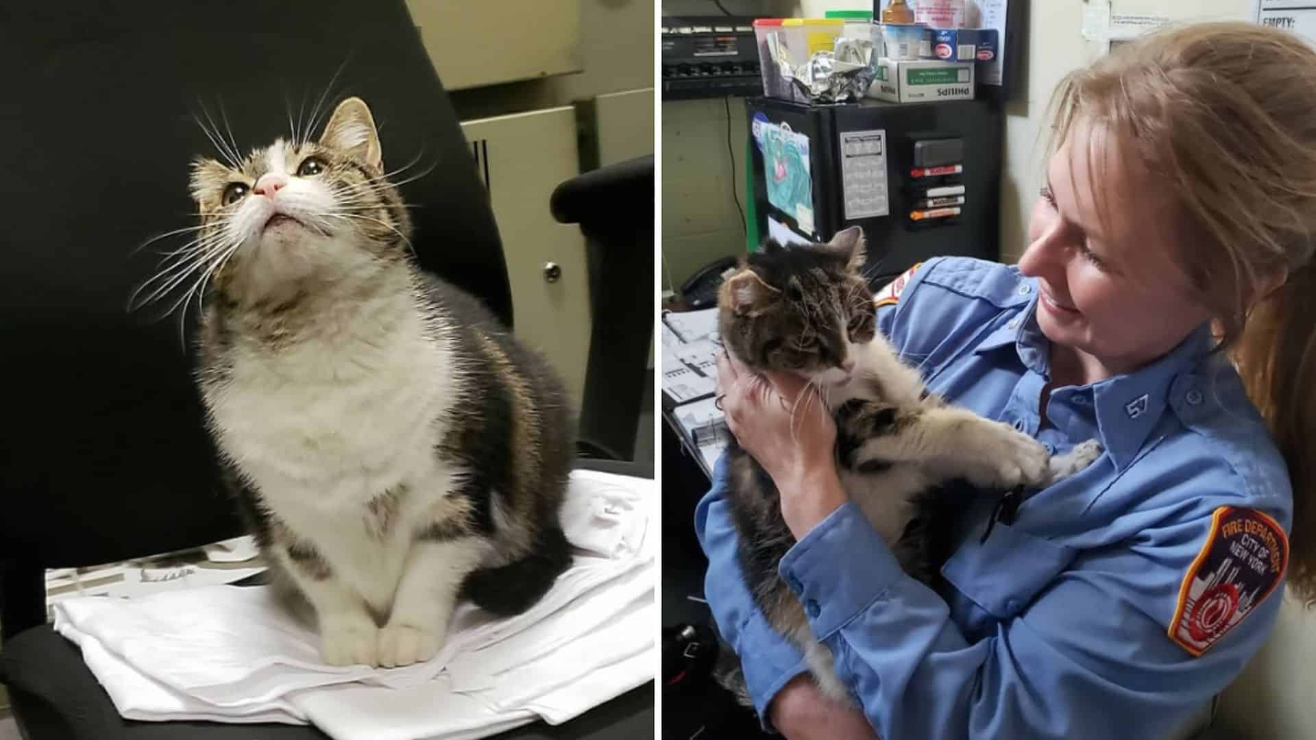 Stray Cat Finds Safety Inside a New York Fire Station And Becomes Their ...