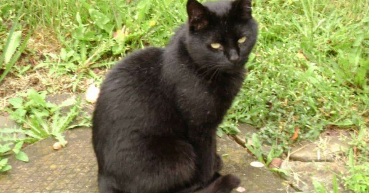 Missing Cat Found Alive After Two Months Alone Behind Locked Walls