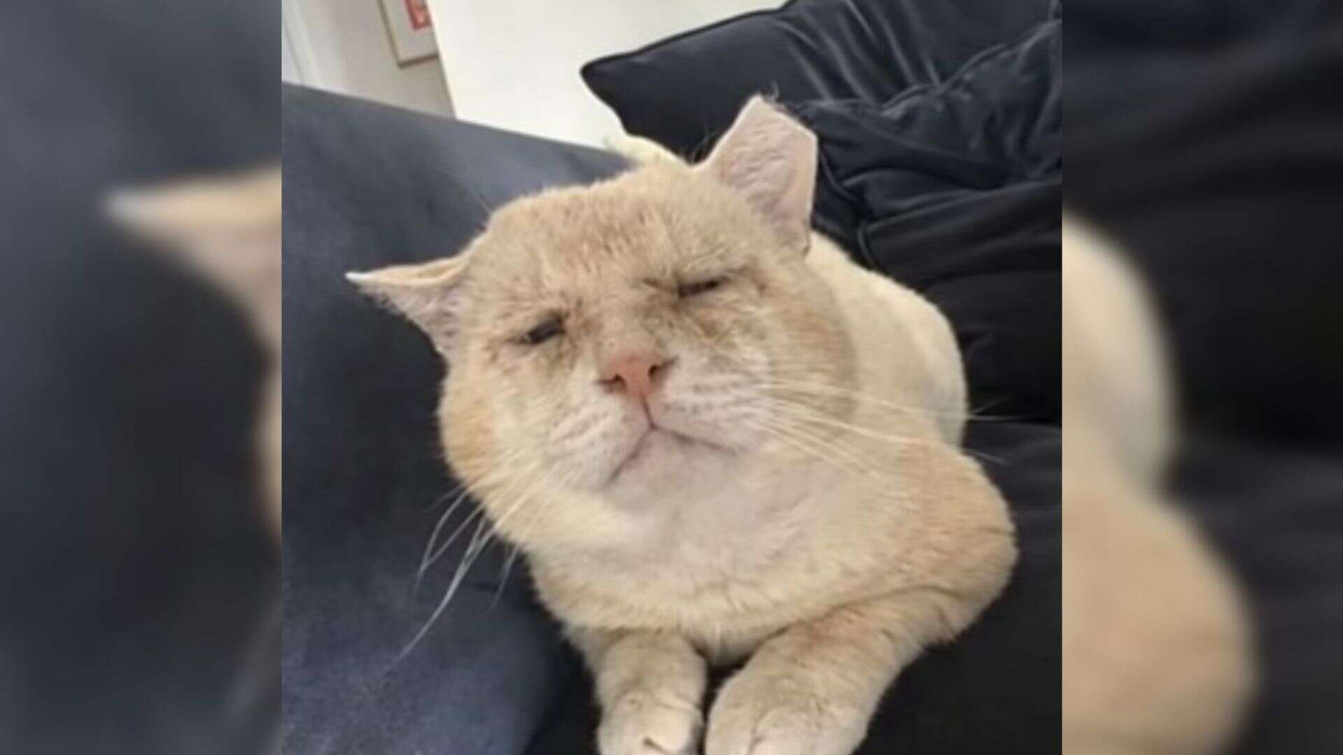 Shrek The Cat Suffered For Years On The Streets, Then Love Finally ...